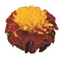Bild von Tagetes kleinbl P9 Yellow Orange bic.(spry)